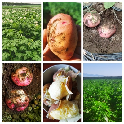 【奋进农大】我校马铃薯“红粉佳人”将在河北和内蒙古大规模种植