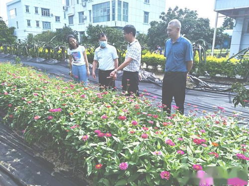 惠州市农业农村综合服务中心副主任到惠阳开展农作物病虫害绿色综合防控技术指导
