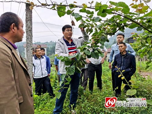 麻阳 林果专家送课入村 真是及时雨