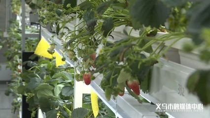 草莓、生菜、小麦.义乌这里多了座植物工厂!