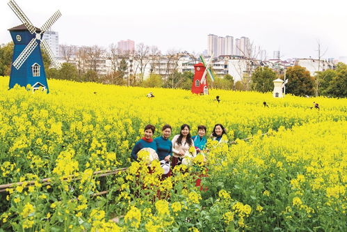 宜昌运河公园油菜花海吸引市民拍照打卡