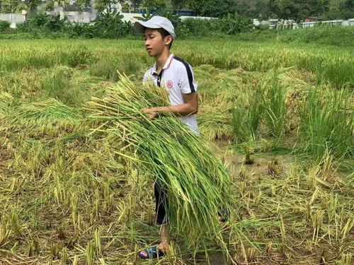 在校园里割水稻 打谷子 种作物 养鸭子 培养师生劳动实践能力,这所学校有新招