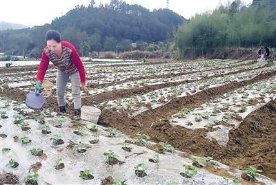 建瓯市川石乡农民在田间地头栽种农作物